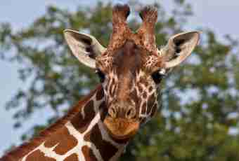 Who such giraffe Marius