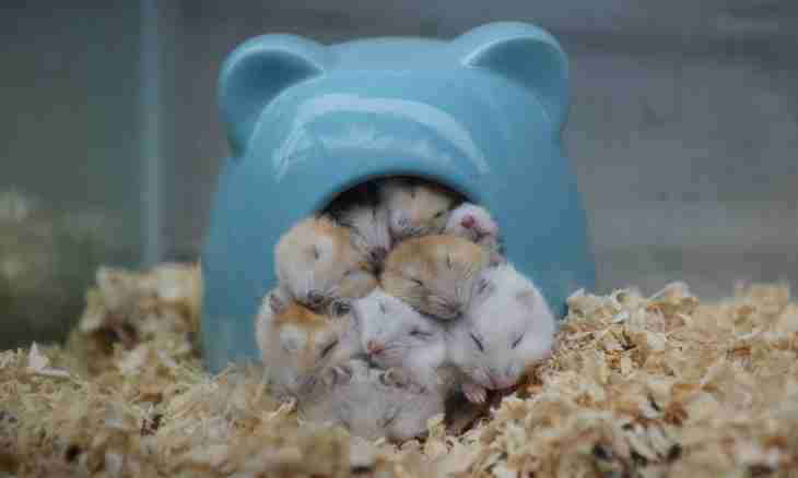 How to distinguish hamsters on a floor