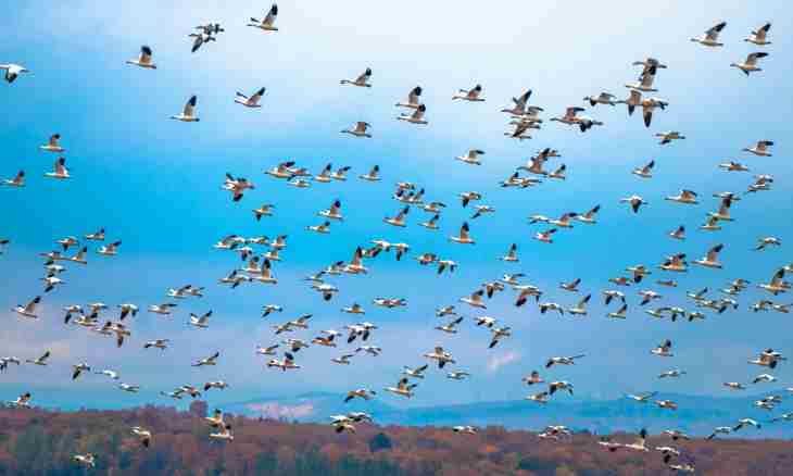 Where migratory birds for the winter fly away
