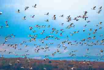 Where migratory birds for the winter fly away