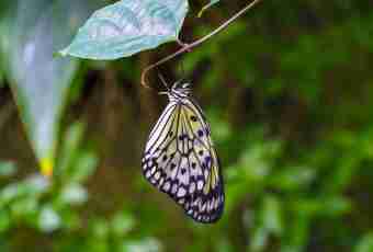 Wings of a butterfly — a fine riddle of the nature