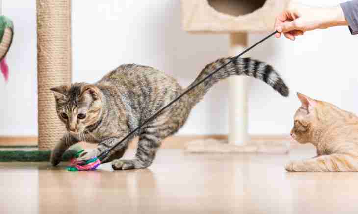 Why it is impossible to pull a cat a tail