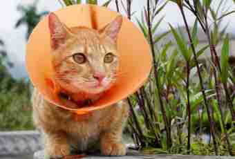 What to do if the cat on a back had a cone
