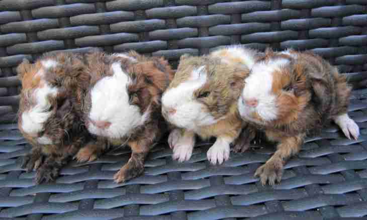 How to distinguish a gender of guinea pigs