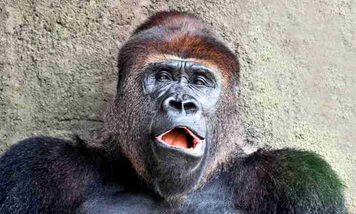 Why at a gorilla big nostrils
