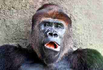 Why at a gorilla big nostrils