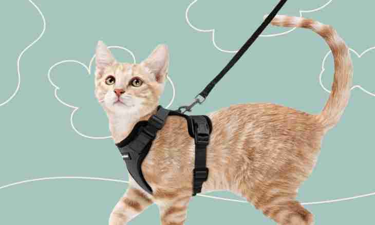 How to put a collar on a cat
