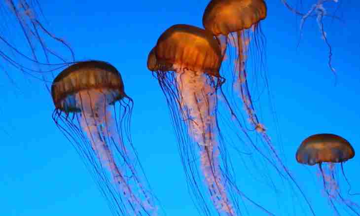 Why jellyfishes sting