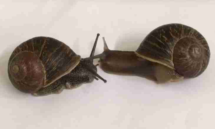 What the African huge snails are well-known for