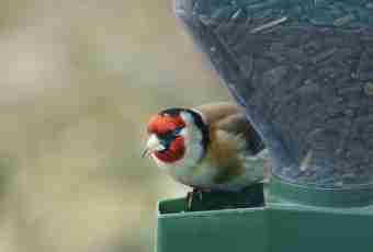 How to catch a goldfinch