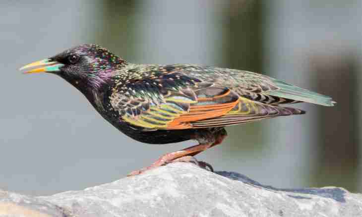 That for a bird a starling