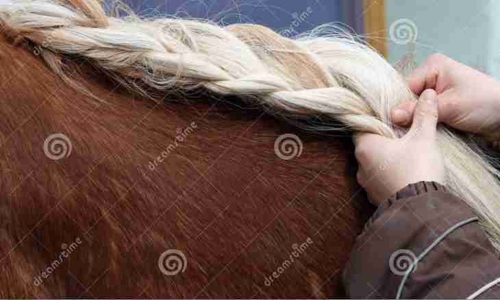 How to braid a mane at a horse