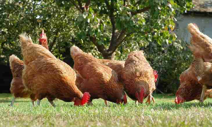 What hens rush best of all
