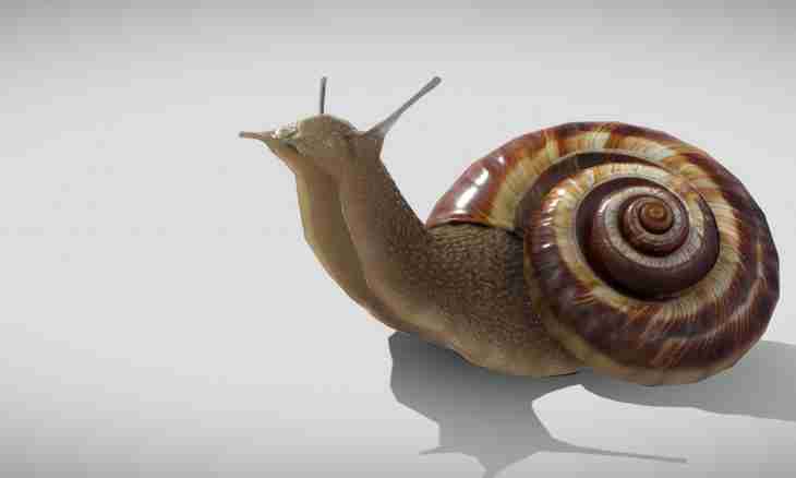 What the aquarian snail eats