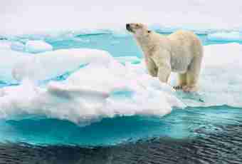 Wild inhabitants of the North Pole