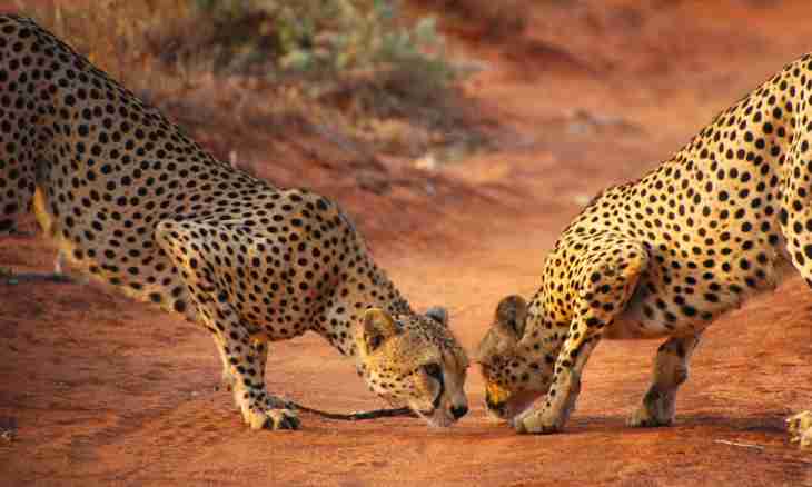What the cheetah differs from a leopard in