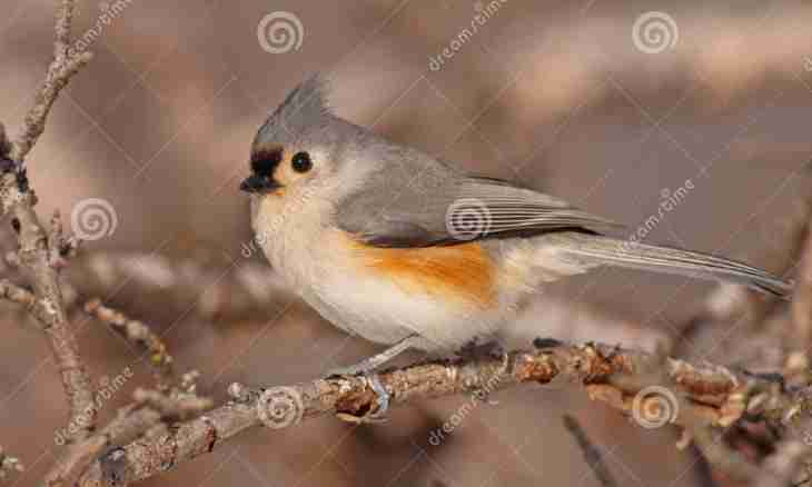 How to distinguish a male and a female of a titmouse