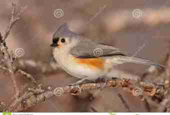 How to distinguish a male and a female of a titmouse