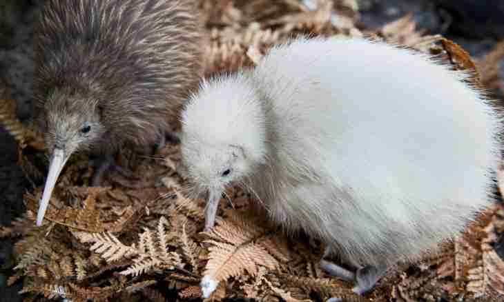 Bird of a kiwi: that for a nature miracle