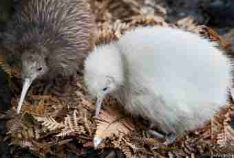 Bird of a kiwi: that for a nature miracle