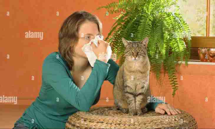 What cat to get to the allergic person?
