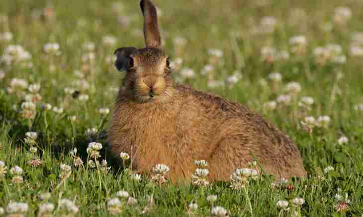 As the doe hare finds the leveret