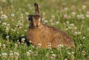 As the doe hare finds the leveret