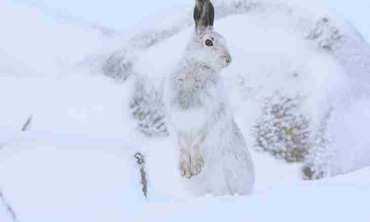 As hares winter