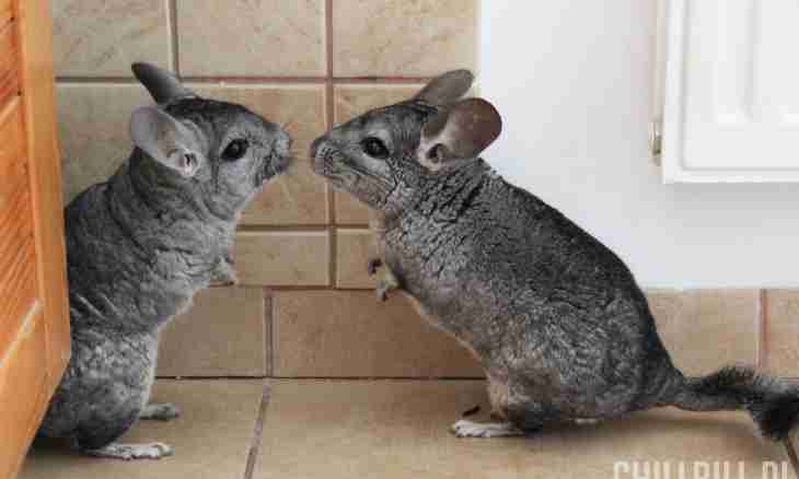 Widespread mistakes in keeping of chinchillas