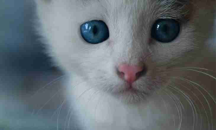 Why eyes of a kitten change color