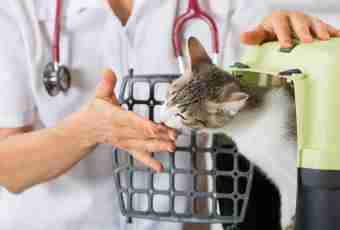 How to sterilize a cat