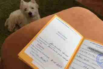 How to receive the passport for a dog
