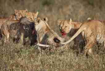 As lions hunt