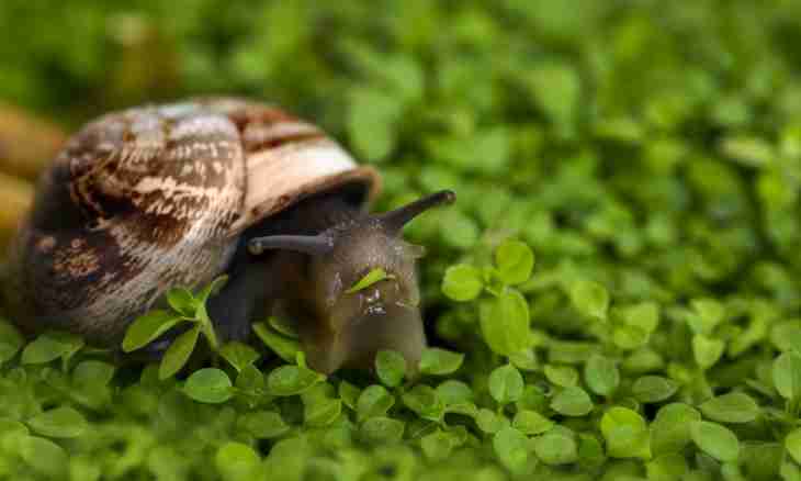 Whether the snail has teeth