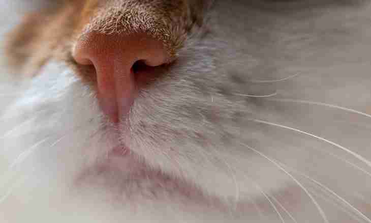 Why at cats a wet nose