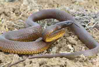 Top-5 the most venomous snakes of the planet