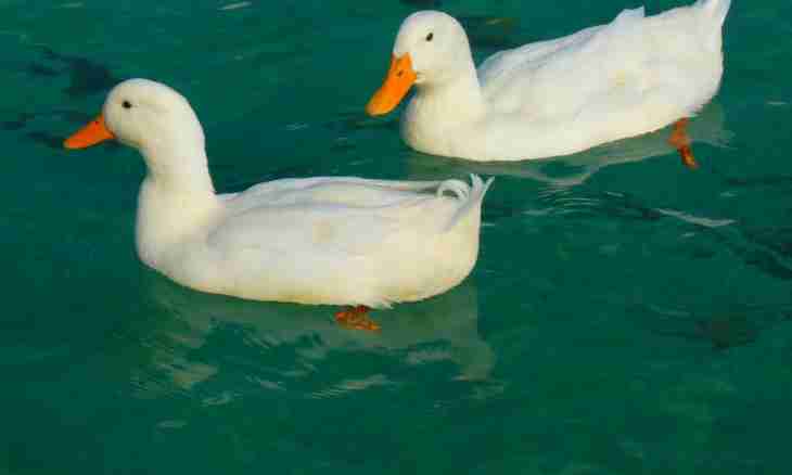 Why the duck swims