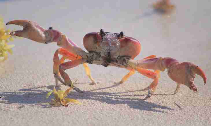 Why crabs go sideways