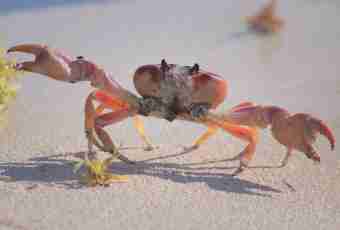 Why crabs go sideways