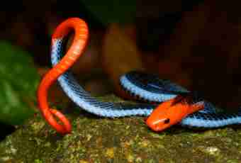 10 widespread myths about snakes