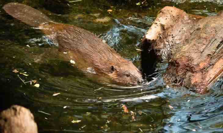 Why beavers build dams
