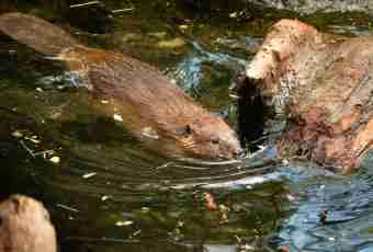 Why beavers build dams
