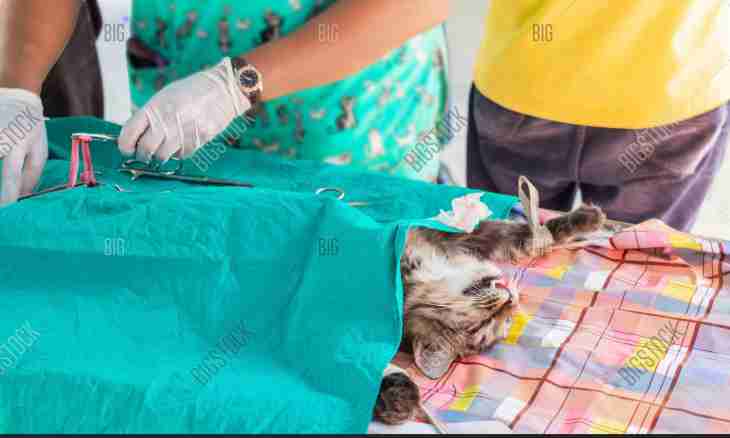 How to feed a cat after sterilization