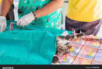 How to feed a cat after sterilization