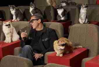 Cats and cinema