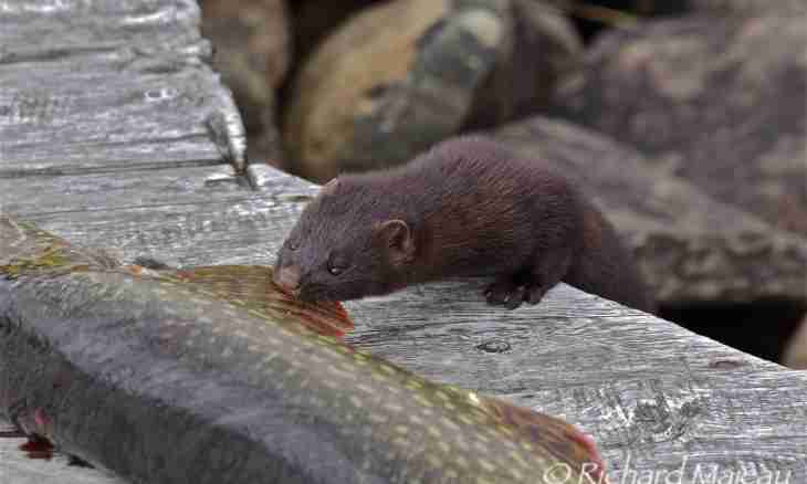 European mink: such little and such valuable small animal