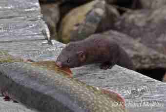 European mink: such little and such valuable small animal