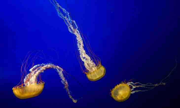 The surprising facts about jellyfishes