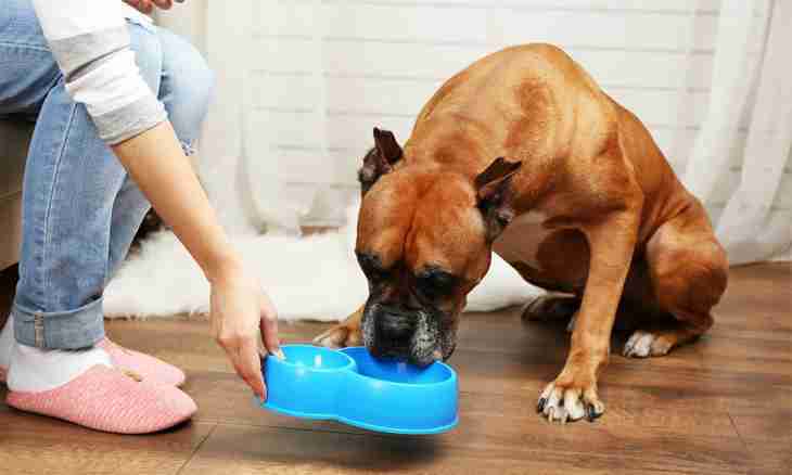 How to save the house from a smell of pets