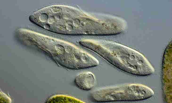 Paramecium caudatum: building and ways of reproduction